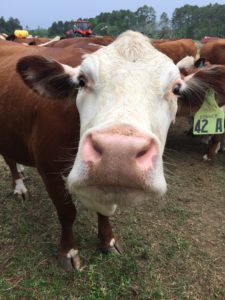 close up of cow